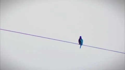 A kingfisher sits on a tree branch Stock Footage 254694913