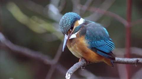 Kingfisher sitting on a branch Stock-Footage 59169801