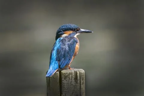 Kingfisher sitting on post Stock-Fotos