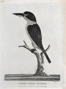 A kingfisher sitting on a stump of a tree. Etching by P. Mazell. Stock Illustration