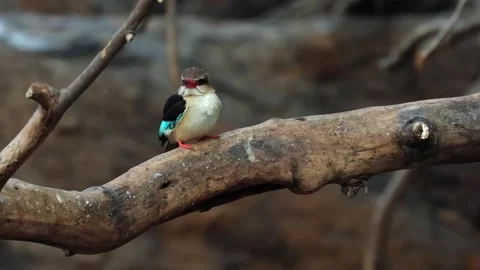 Kingfisher Sitting on Tree Branch Stock Footage 321836668