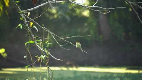 Kingfisher Sitting on Tree Branch Over Pond in 4K High-Resolution Video 動画素材 295948265