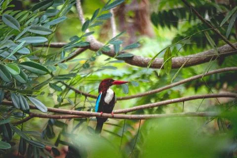 A kingfisher sitting on a tree Stock Photos