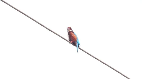 Kingfisher sitting on wire Stock Footage 44271363