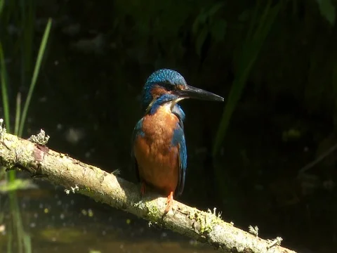 Kingfisher in SloMo 스톡 동영상 71277354