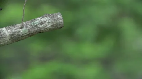 Kingfisher Slow motion Flight Stock Footage 44269372