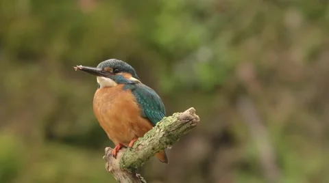 Kingfisher in springtime Stock Footage 62919668