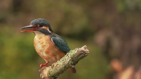 Kingfisher in springtime Stock Footage 62921679