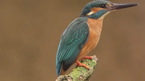 Kingfisher in springtime Stock Footage 62921899