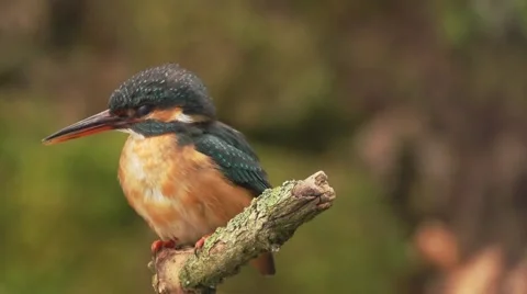 Kingfisher in springtime Stock Footage 62921902