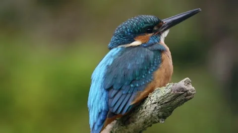 Kingfisher in springtime Stock Footage 62924453