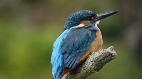 Kingfisher in springtime Video stock 62924543
