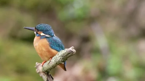 Kingfisher in springtime Stock Footage 62925361