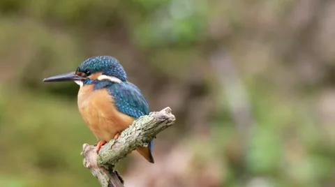 Kingfisher in springtime Video stock 62925581