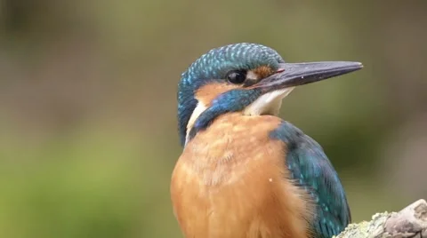 Kingfisher in springtime Stock Footage 63982542