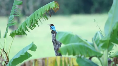 Kingfisher in Sri Lanka Видео 174915592