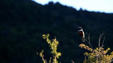 Kingfisher standing branch Stock Footage 22667245