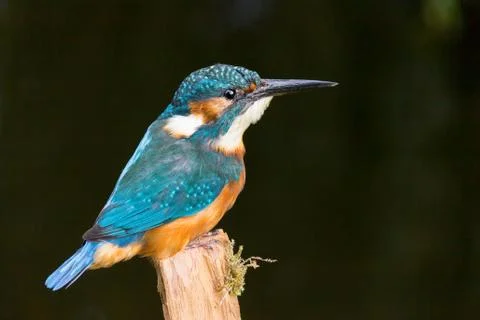 Kingfisher on a stick Stock Photos