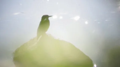 Kingfisher on stone, river movement, sun glare. Ukraine. 스톡 동영상 79632604