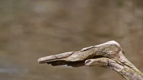 Kingfisher that swallows the captured fish Stock Footage 99639101