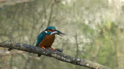 Kingfisher swallows fish Stock Footage