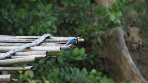 A kingfisher taking a dive Stock Footage 273493738