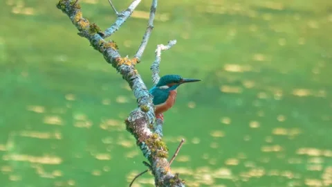 Kingfisher Taking Flight – Close-Up Wildlife Moment 스톡 동영상 314288149