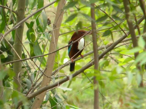 Kingfisher taking rest Foto stock