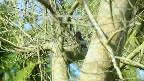 A Kingfisher On A tree In kerala Stock Footage 250991000