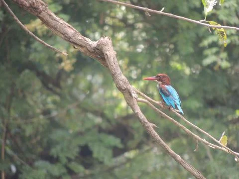 Kingfisher on a tree Stock Photos