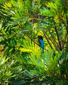 Kingfisher in the trees Stock Photos