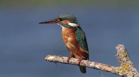 Kingfisher on trunk Stock-Footage 66428644