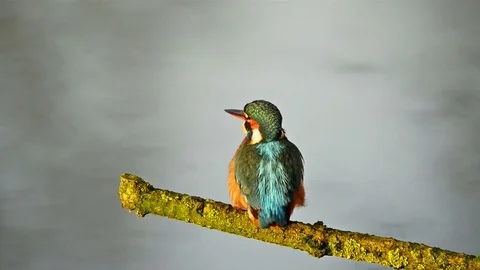Kingfisher on twig Stock Footage 73548766