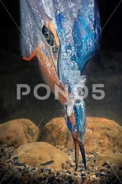 Kingfisher under water Stock Photos