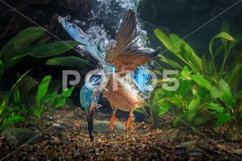 Kingfisher under water Stock Photos