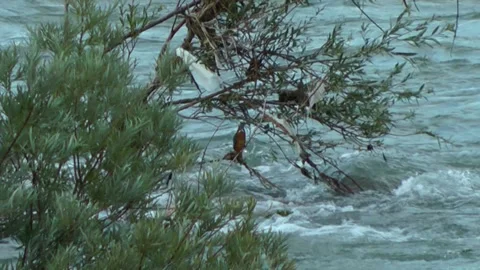 Kingfisher on a willow branch. Video stock 153277608
