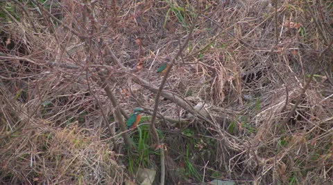 Kingfisher2,River,Shore Stock Footage 22478611