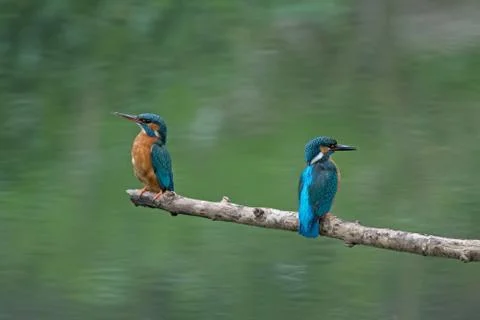 Kingfishers-Alcedo atthis. Stock Photos