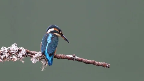 Kingfishers chasing each other on a branch Stock Footage 87733242