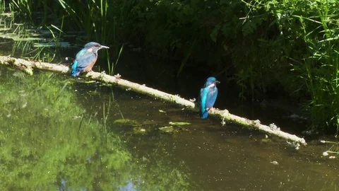 Kingfishers fly to and from perch 스톡 동영상 71277650