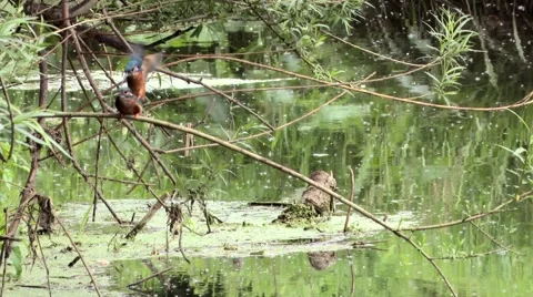 Kingfishers mating in slow motion. Stock Footage 63331241