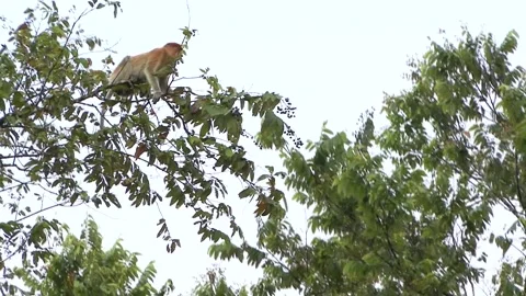 Kingfisher'S Monkey Stock Footage 170358142