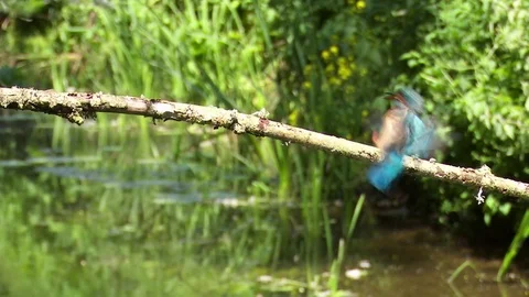 Kingfishers squabble over territory. 스톡 동영상 71306633