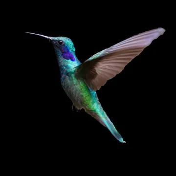 Kingfishr bird Stock Photos