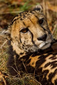 Kingheetah in the sun Stock Photos