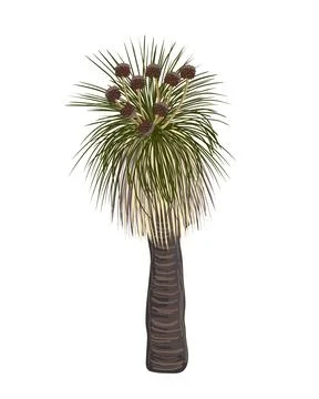 Kingia australis tree with flower vector isolated illustration. The Bullano.. Stock Illustration