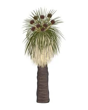Kingia australis tree with flower vector isolated illustration. The Bullano.. Stock Illustration
