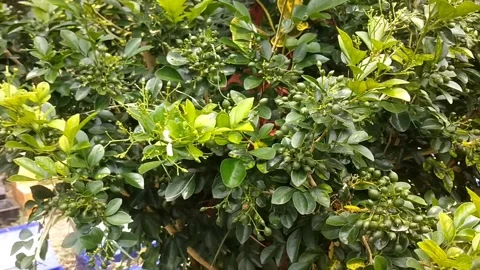 Kingkit orange plant Stock Footage 327589063