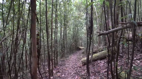 Kinglake Forest Walk 4k Stock Footage 146500524