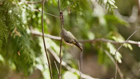 Kinglet Perched in Forest During Spring Awakening of Cedar Trees Stock Photos